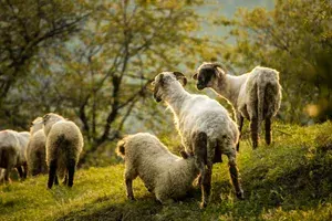 Cioclovina | 02 - 04 mai 2019