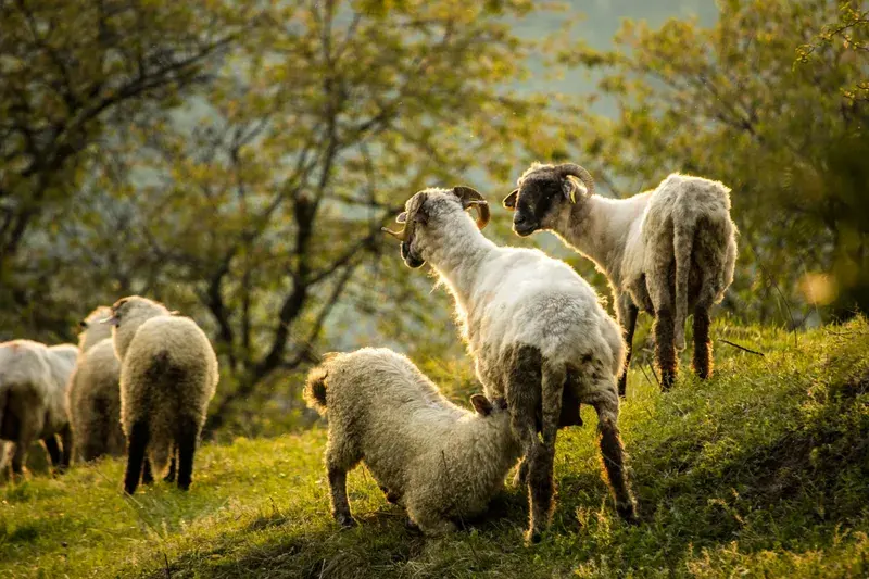 Cioclovina | 02 - 04 mai 2019